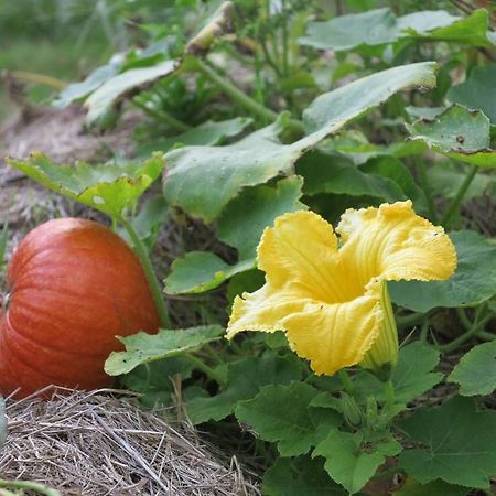 Les Jardins D'Atyoula Losse ภายนอก รูปภาพ
